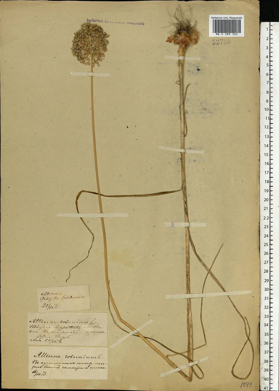 Allium rotundum L., Eastern Europe, Central forest-and-steppe region (E6) (Russia)