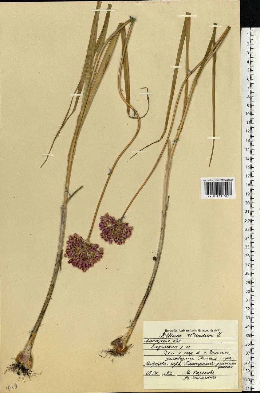 Allium rotundum L., Eastern Europe, Central forest-and-steppe region (E6) (Russia)