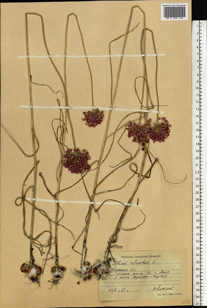 Allium rotundum L., Eastern Europe, Central forest-and-steppe region (E6) (Russia)