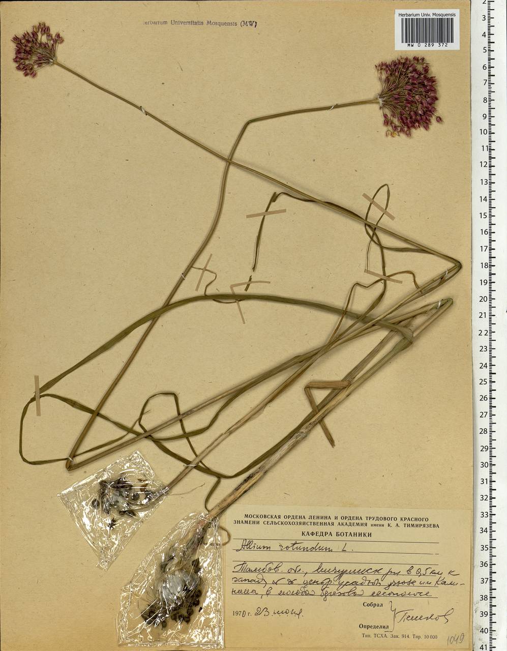 Allium rotundum L., Eastern Europe, Central forest-and-steppe region (E6) (Russia)
