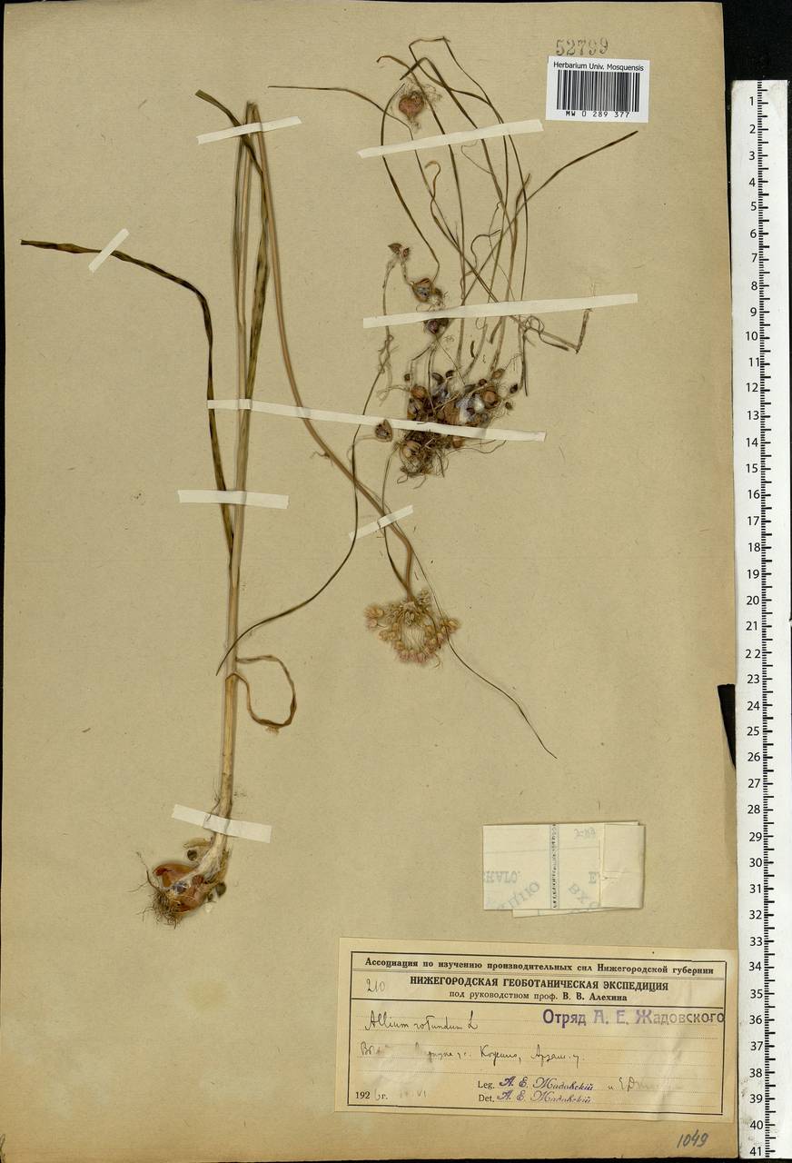 Allium rotundum L., Eastern Europe, Volga-Kama region (E7) (Russia)