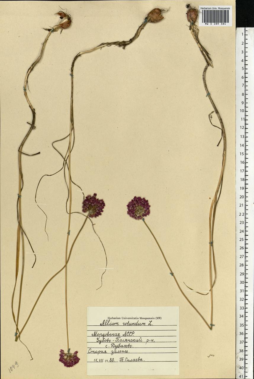 Allium rotundum L., Eastern Europe, Middle Volga region (E8) (Russia)