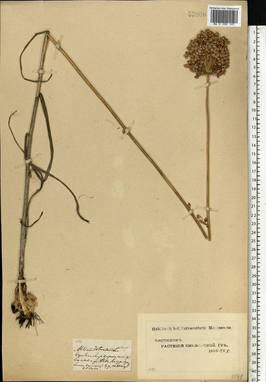 Allium rotundum L., Eastern Europe, Middle Volga region (E8) (Russia)
