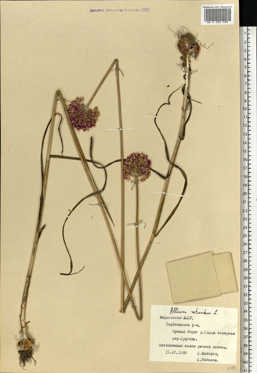 Allium rotundum L., Eastern Europe, Middle Volga region (E8) (Russia)