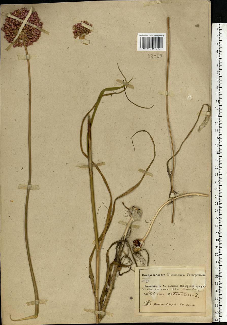 Allium rotundum L., Eastern Europe, Middle Volga region (E8) (Russia)