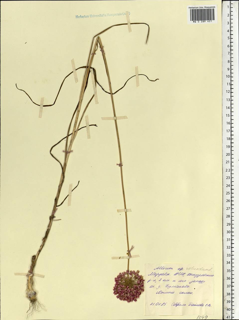 Allium rotundum L., Eastern Europe, Middle Volga region (E8) (Russia)