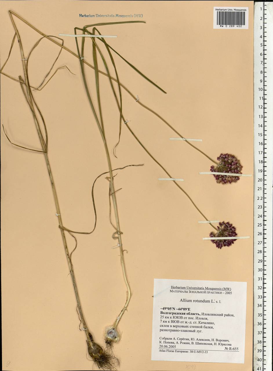 Allium rotundum L., Eastern Europe, Lower Volga region (E9) (Russia)