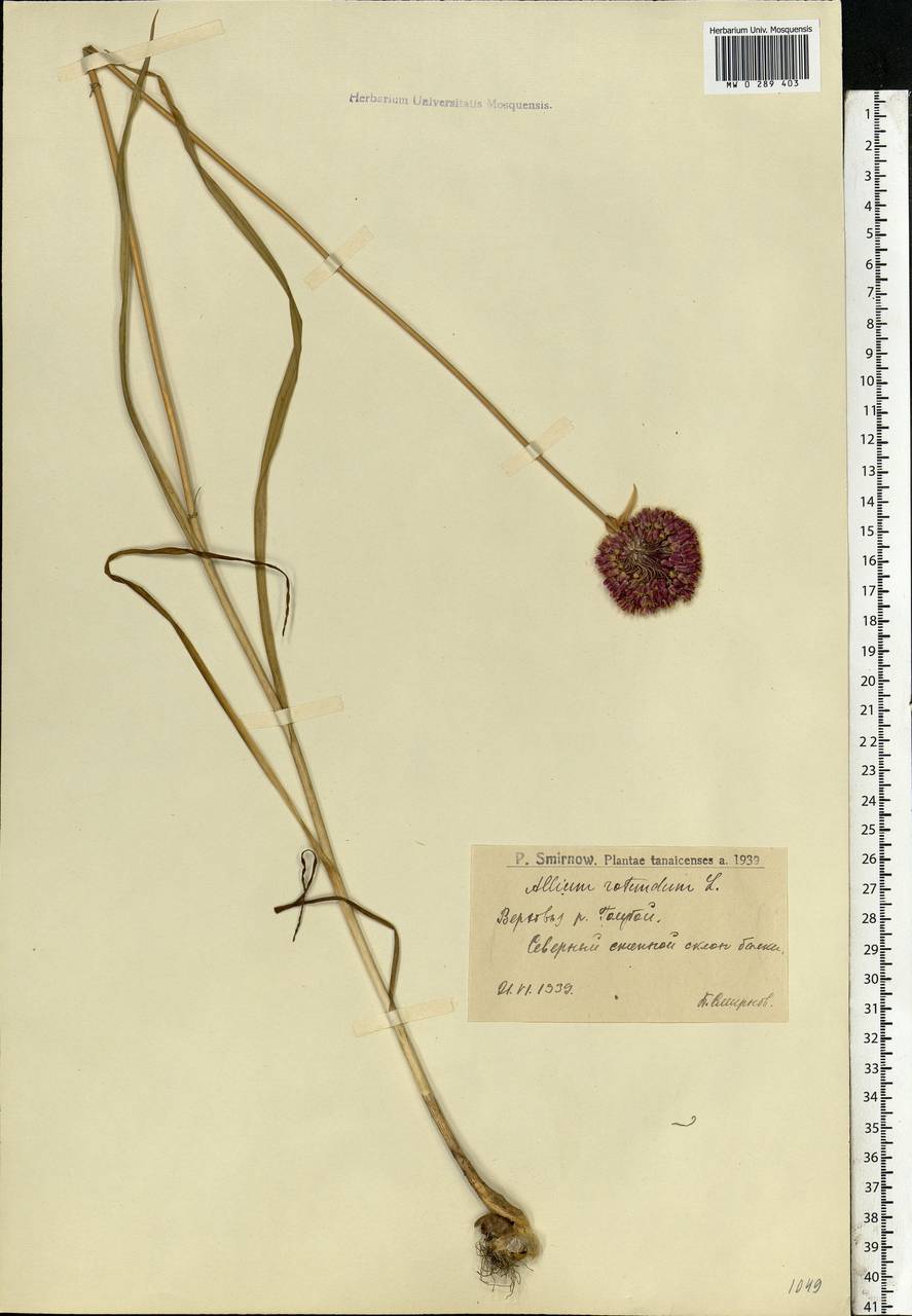 Allium rotundum L., Eastern Europe, Lower Volga region (E9) (Russia)