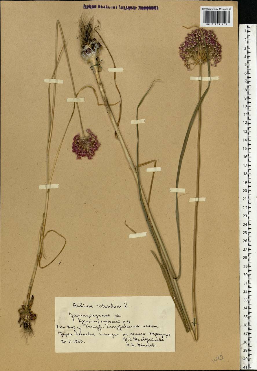 Allium rotundum L., Eastern Europe, Lower Volga region (E9) (Russia)