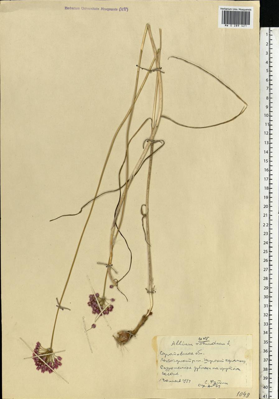 Allium rotundum L., Eastern Europe, Lower Volga region (E9) (Russia)