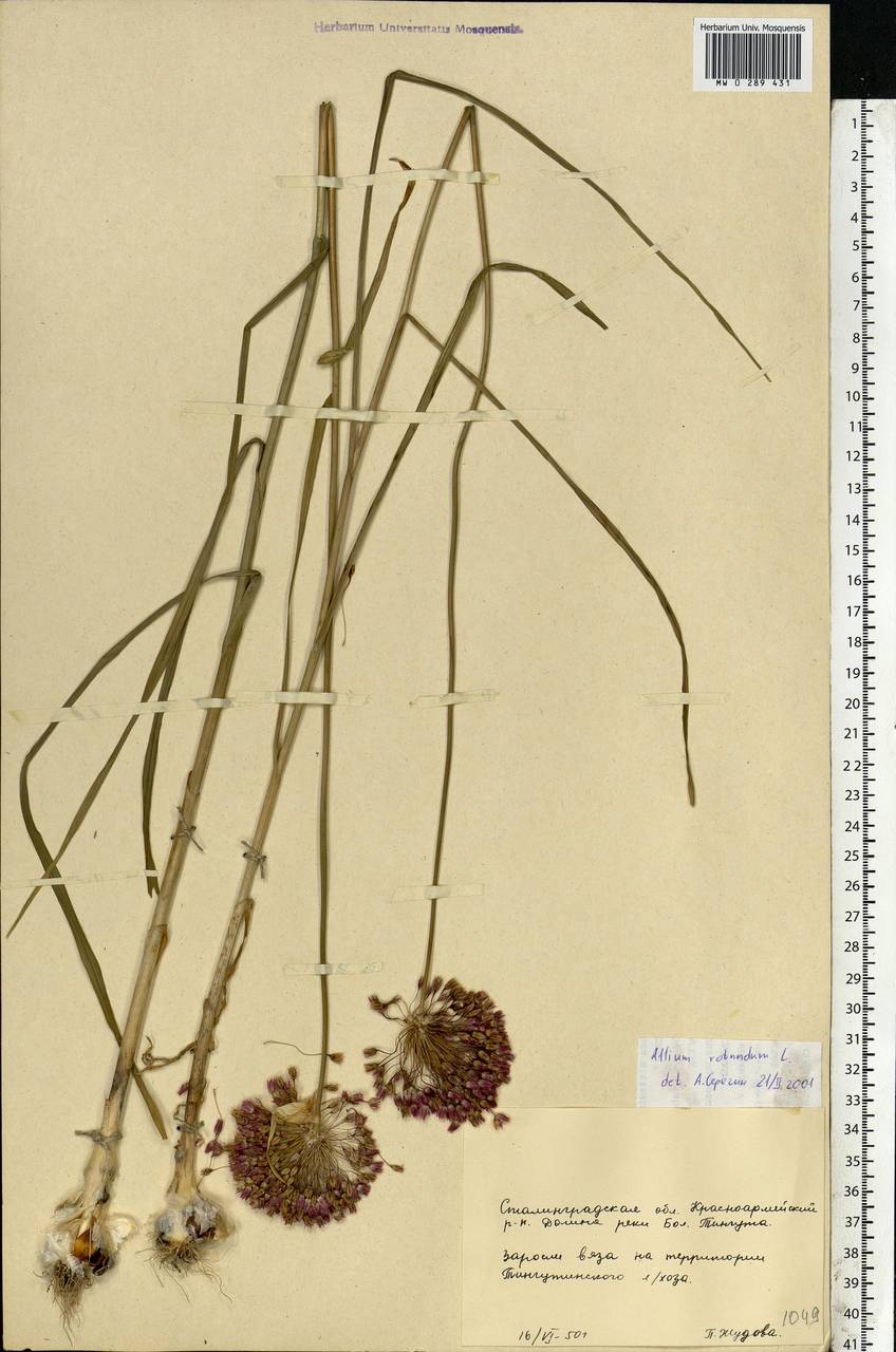 Allium rotundum L., Eastern Europe, Lower Volga region (E9) (Russia)