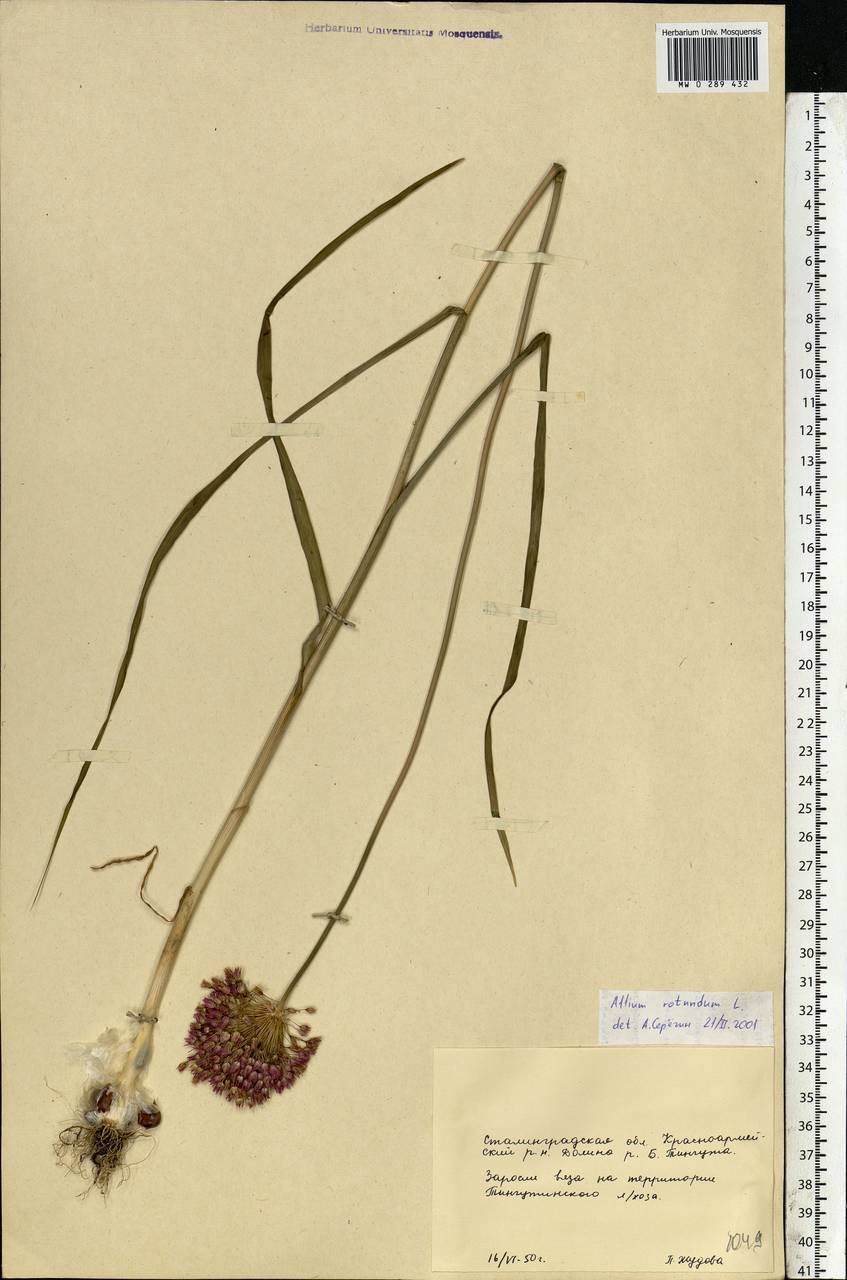 Allium rotundum L., Eastern Europe, Lower Volga region (E9) (Russia)