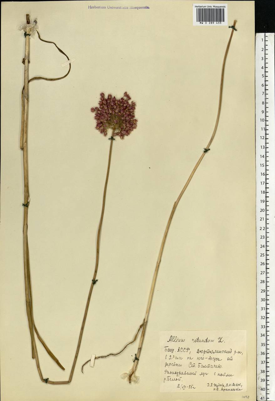 Allium rotundum L., Eastern Europe, Eastern region (E10) (Russia)