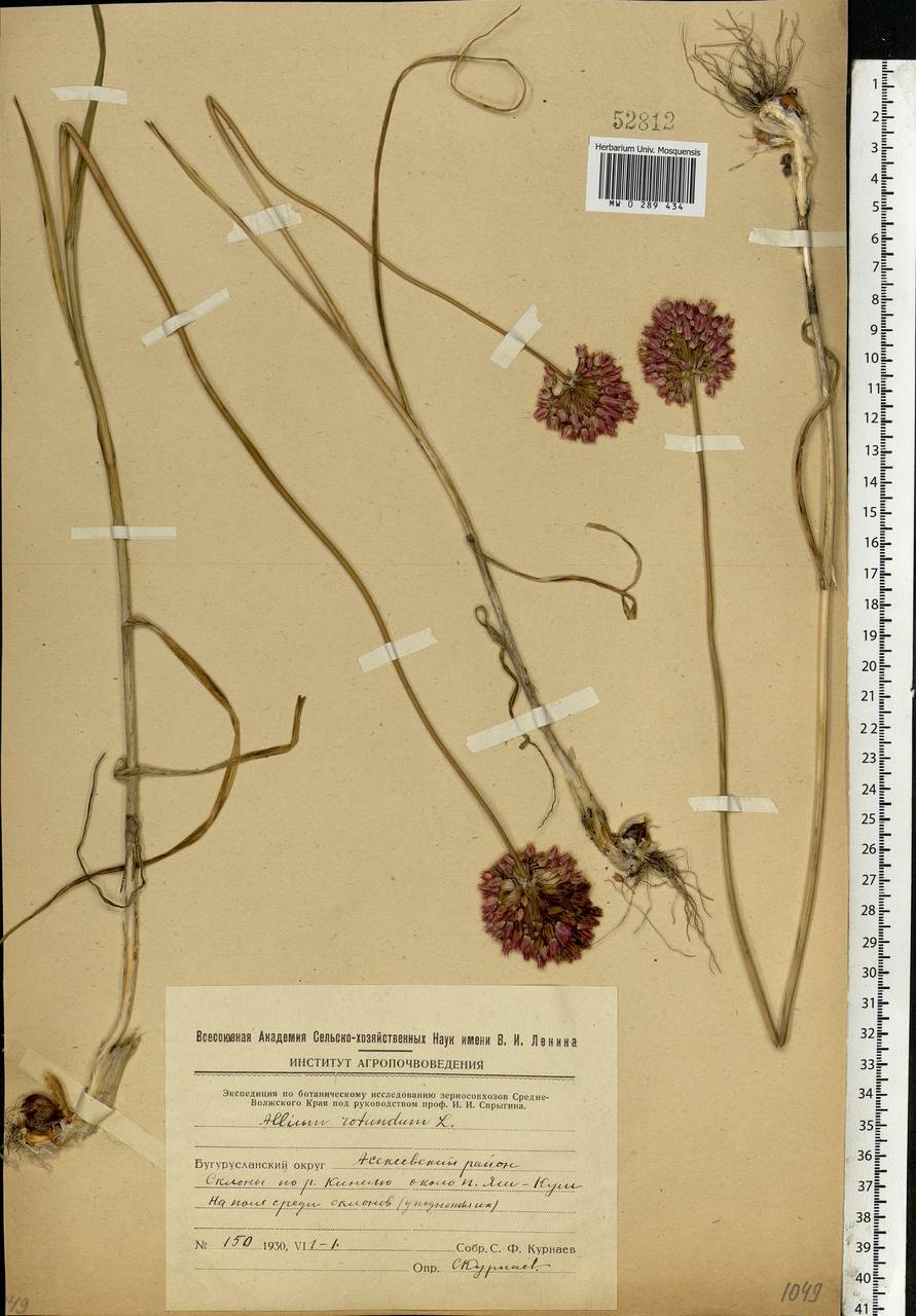 Allium rotundum L., Eastern Europe, Eastern region (E10) (Russia)