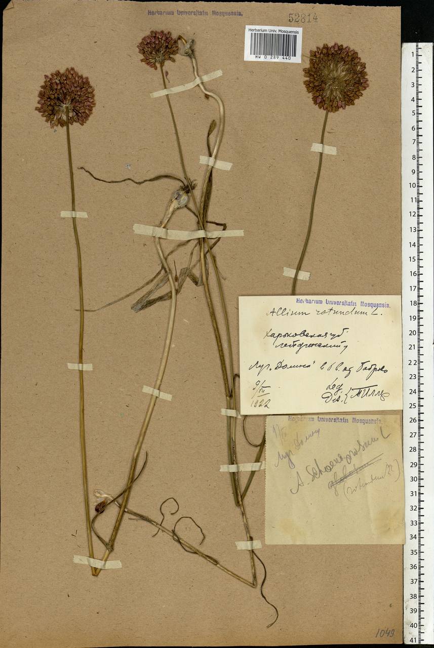 Allium rotundum L., Eastern Europe, North Ukrainian region (E11) (Ukraine)