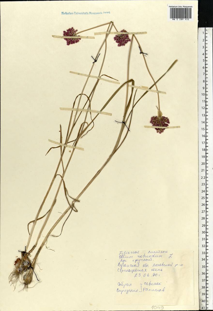 Allium rotundum L., Eastern Europe, North Ukrainian region (E11) (Ukraine)