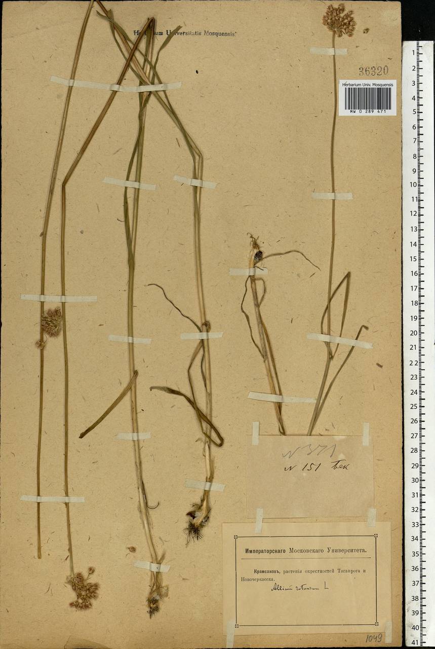 Allium rotundum L., Eastern Europe, Rostov Oblast (E12a) (Russia)