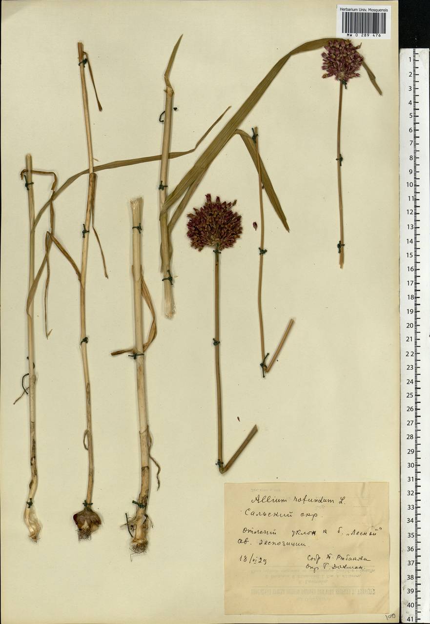 Allium rotundum L., Eastern Europe, Rostov Oblast (E12a) (Russia)