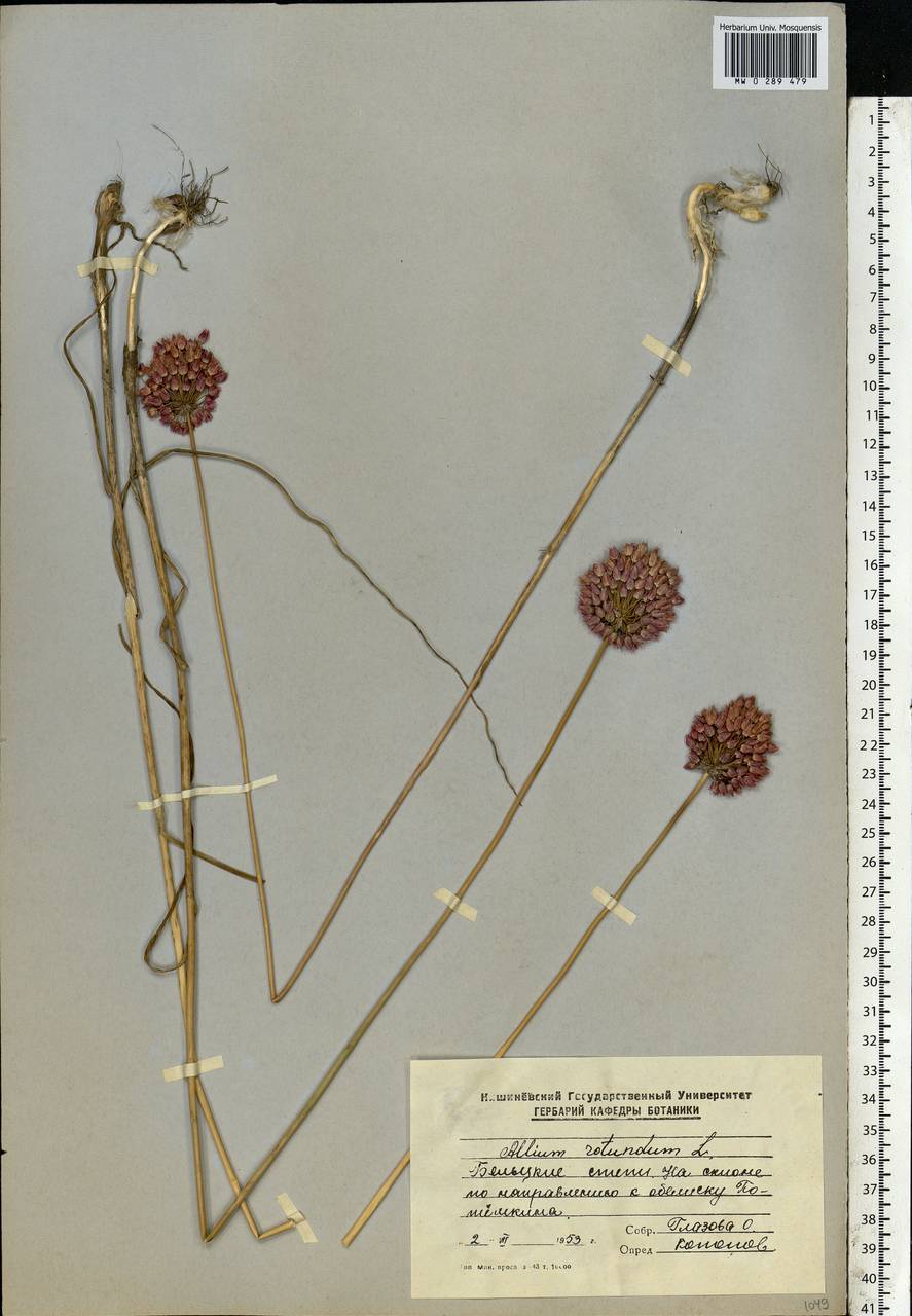 Allium rotundum L., Eastern Europe, Moldova (E13a) (Moldova)
