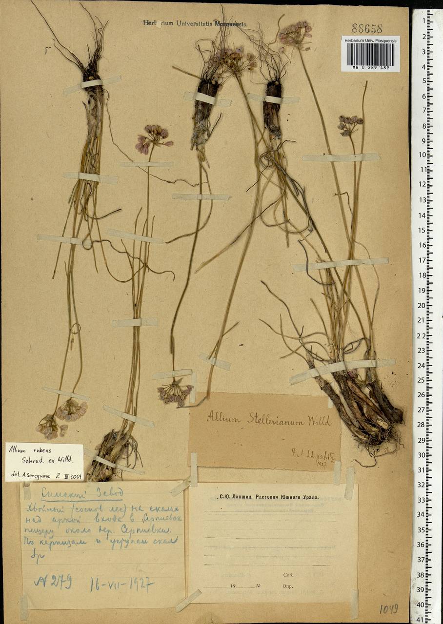 Allium rubens Schrad. ex Willd., Eastern Europe, Eastern region (E10) (Russia)