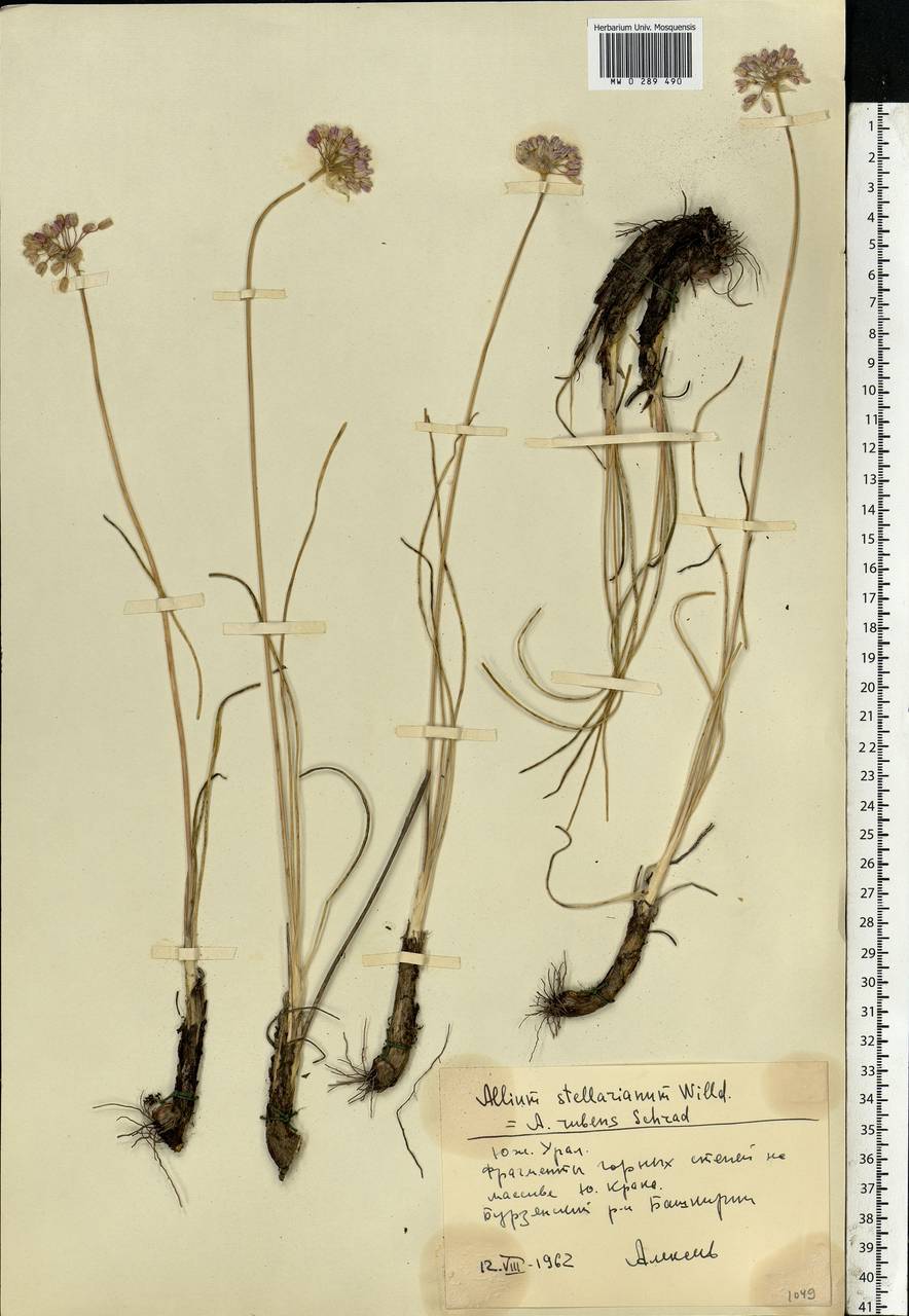 Allium rubens Schrad. ex Willd., Eastern Europe, Eastern region (E10) (Russia)