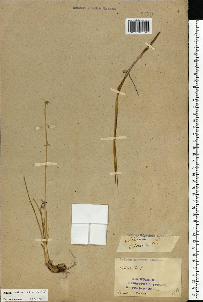 Allium rubens Schrad. ex Willd., Eastern Europe, Eastern region (E10) (Russia)