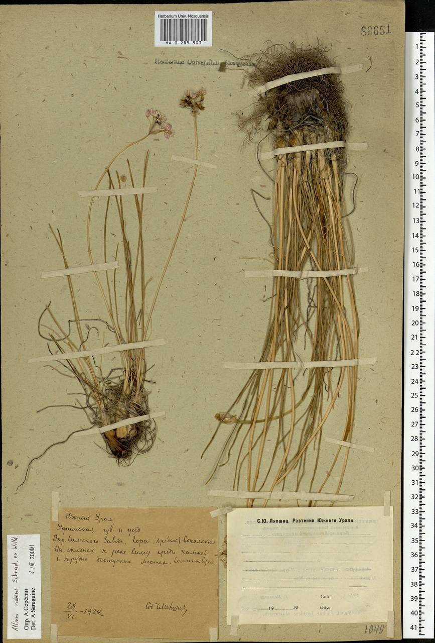 Allium rubens Schrad. ex Willd., Eastern Europe, Eastern region (E10) (Russia)