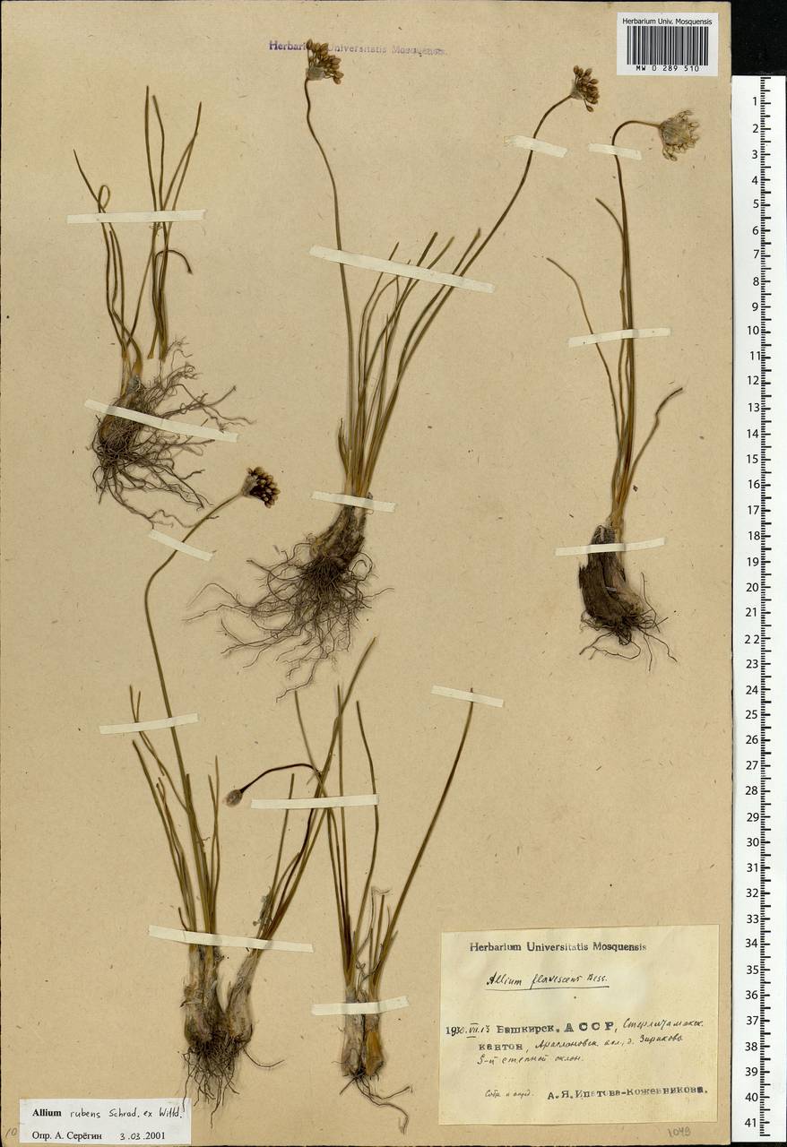 Allium rubens Spreng., Eastern Europe, Eastern region (E10) (Russia)