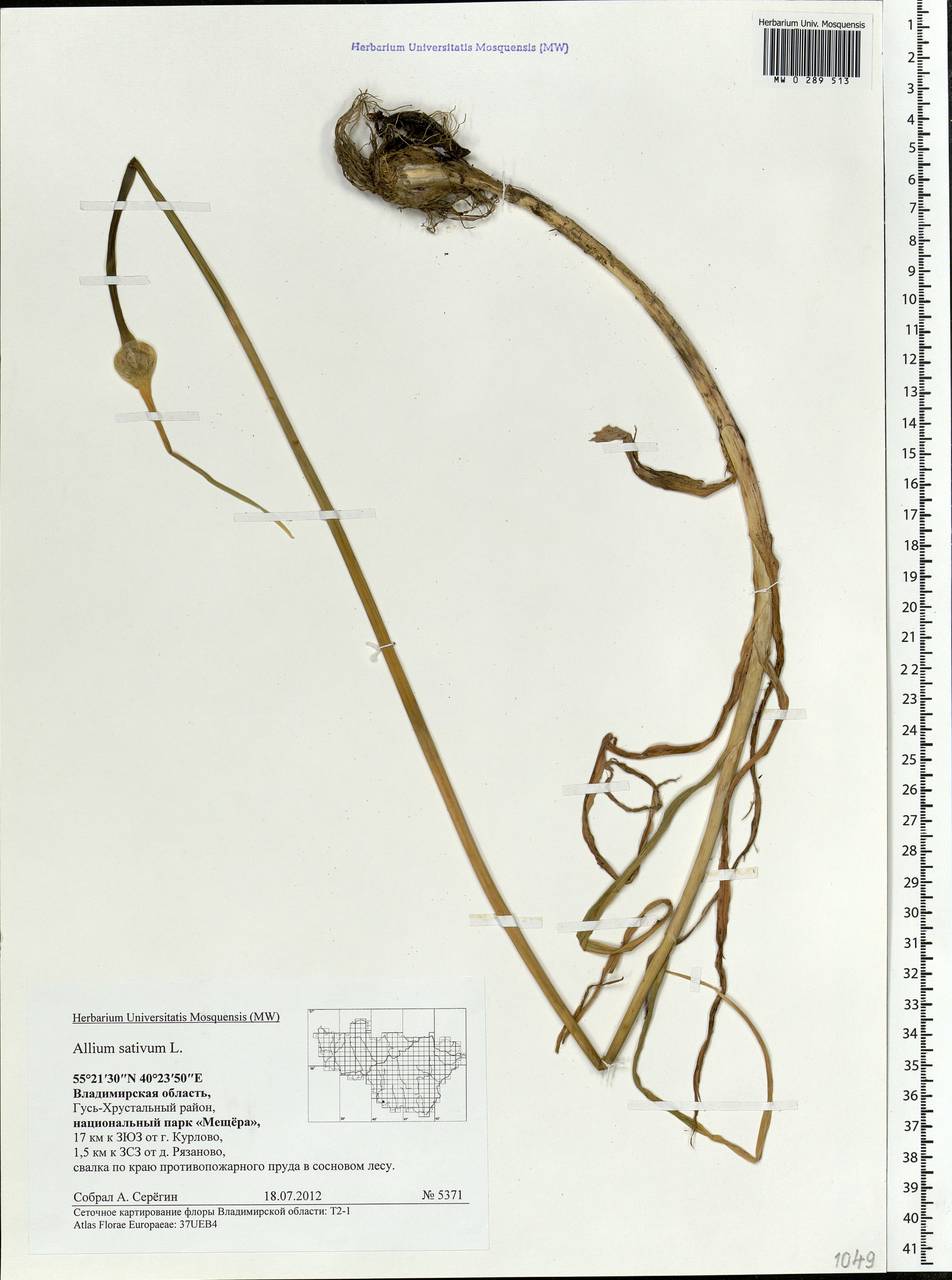 Allium sativum L., Eastern Europe, Central region (E4) (Russia)