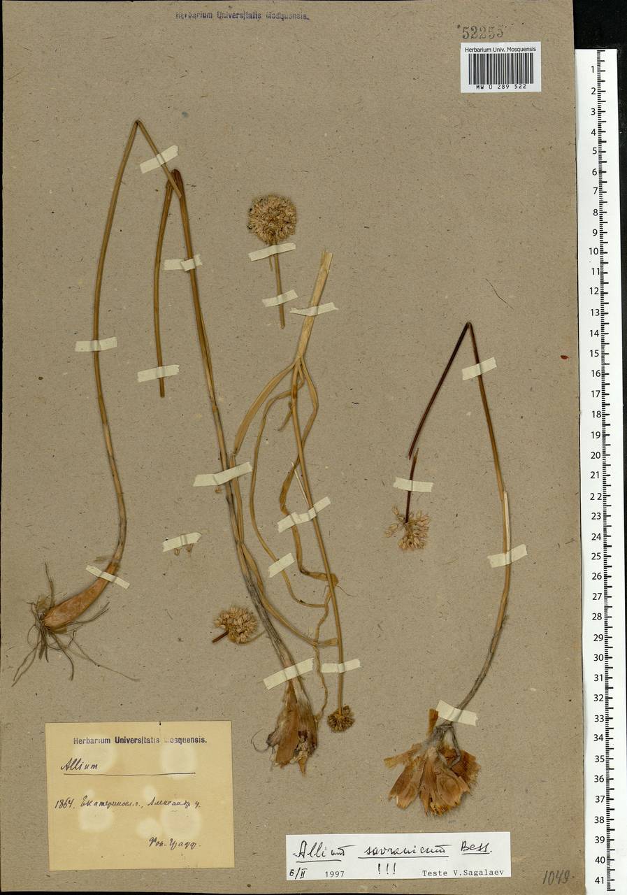 Allium savranicum (Nyman) Oxner, Eastern Europe, South Ukrainian region (E12) (Ukraine)