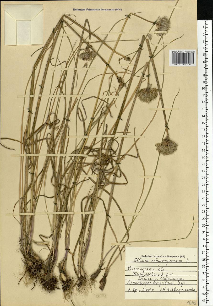 Allium schoenoprasum L., Eastern Europe, Northern region (E1) (Russia)