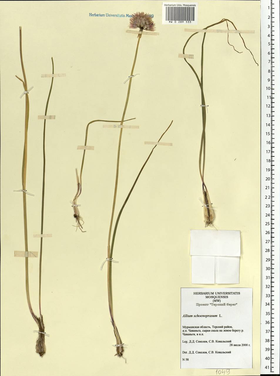 Allium schoenoprasum L., Eastern Europe, Northern region (E1) (Russia)