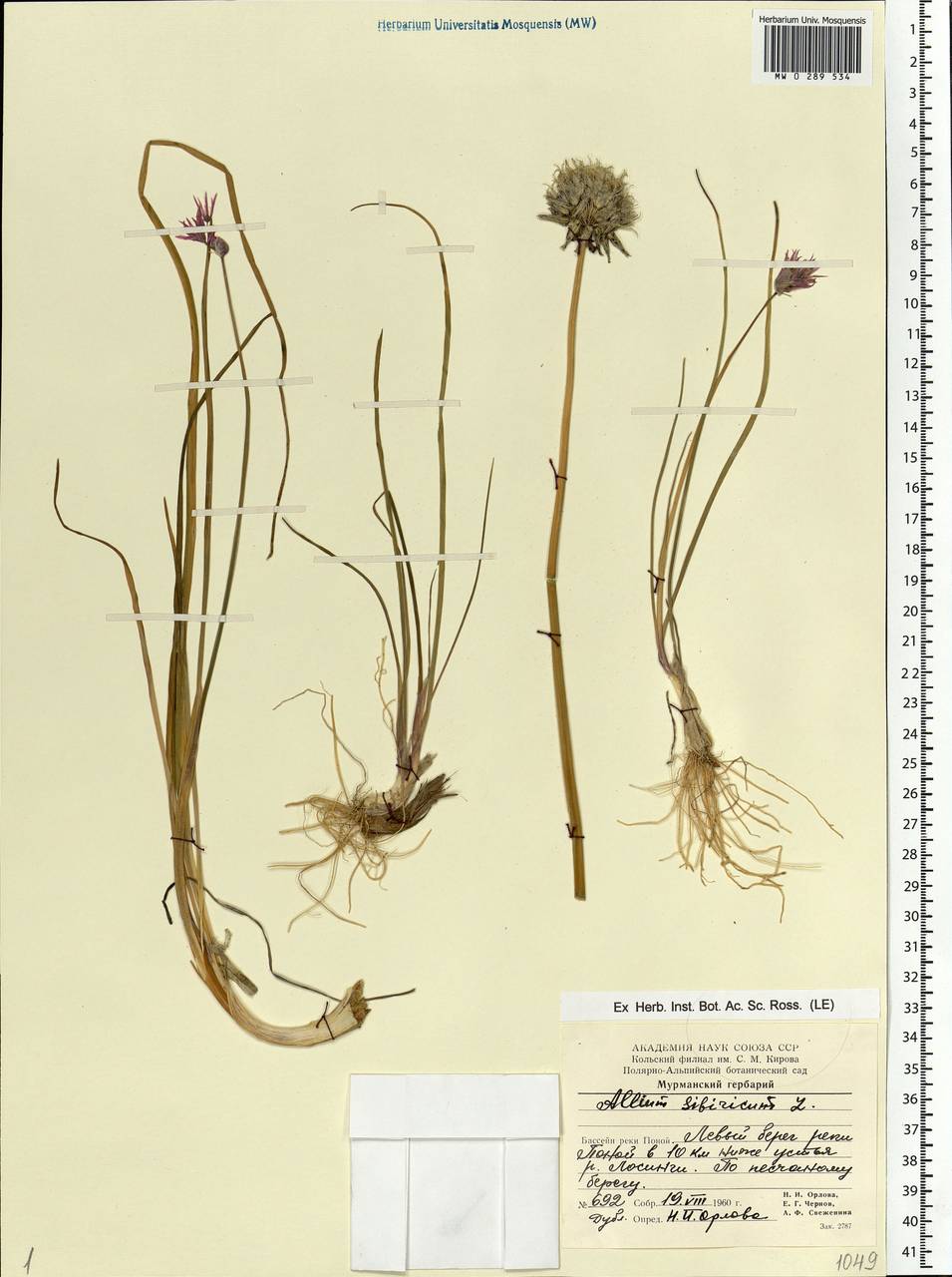 Allium schoenoprasum L., Eastern Europe, Northern region (E1) (Russia)