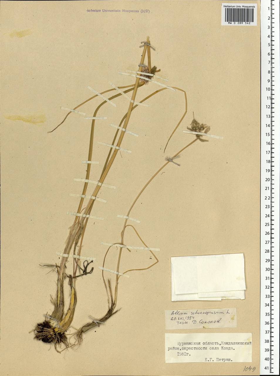Allium schoenoprasum L., Eastern Europe, Northern region (E1) (Russia)