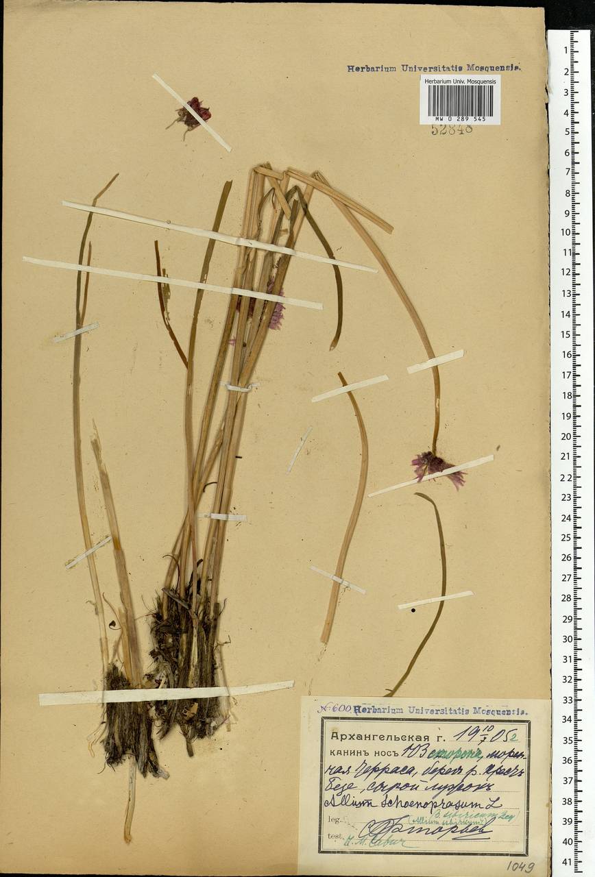 Allium schoenoprasum L., Eastern Europe, Northern region (E1) (Russia)