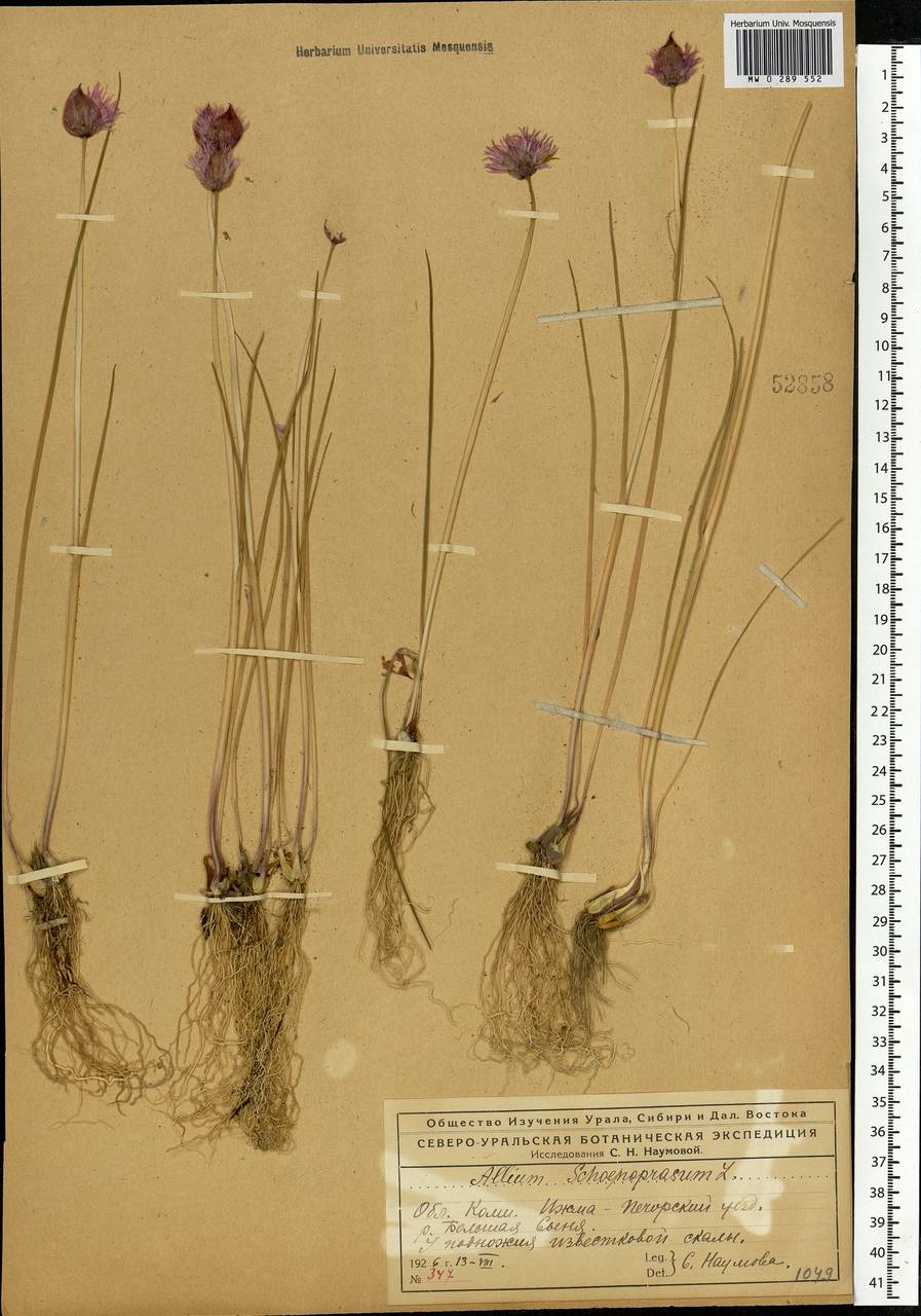 Allium schoenoprasum L., Eastern Europe, Northern region (E1) (Russia)