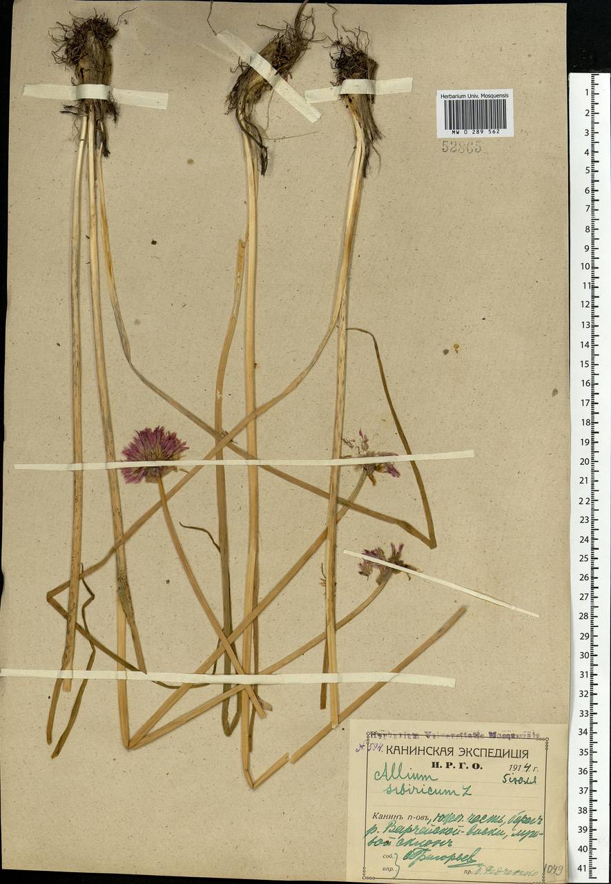 Allium schoenoprasum L., Eastern Europe, Northern region (E1) (Russia)