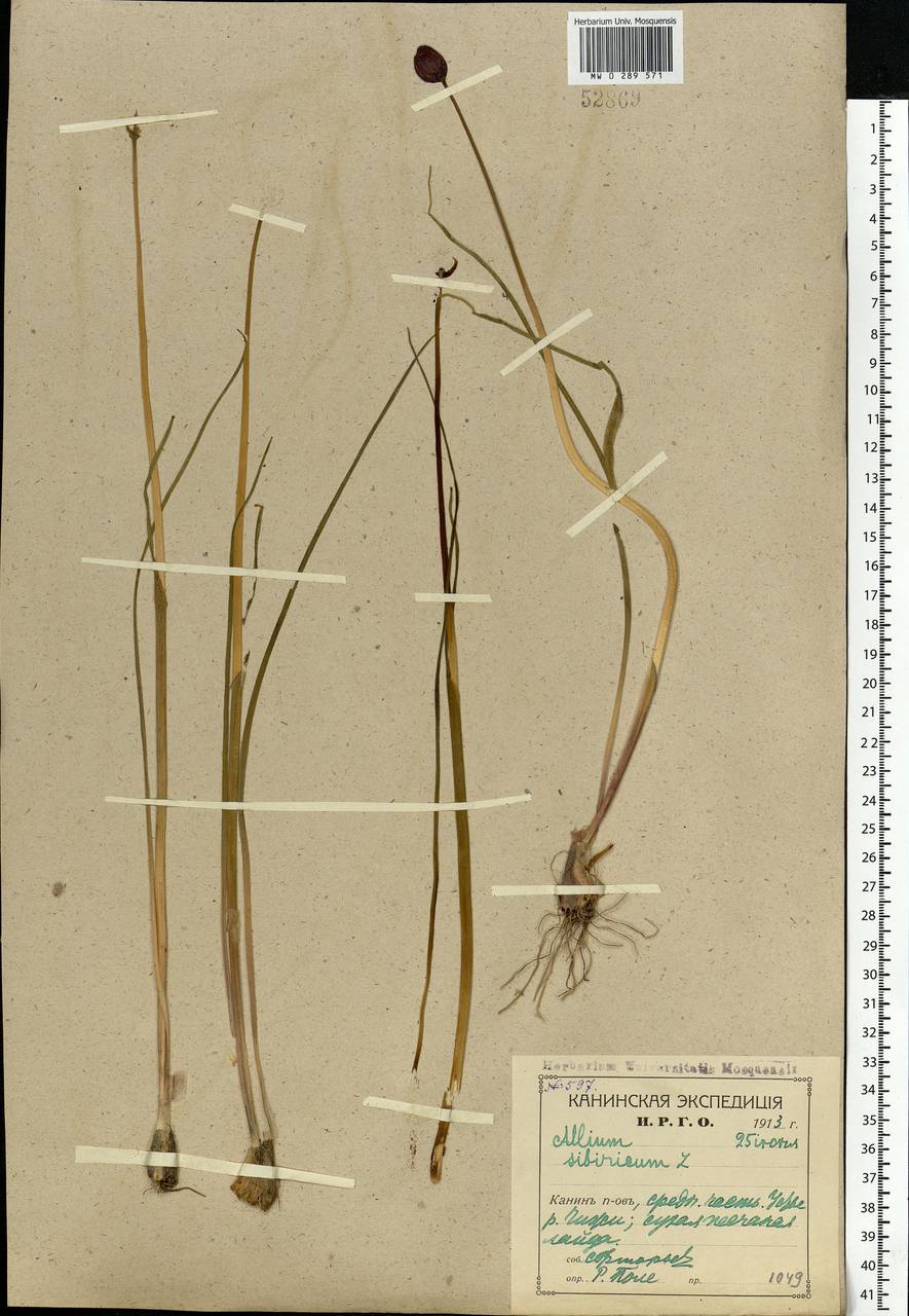 Allium schoenoprasum L., Eastern Europe, Northern region (E1) (Russia)