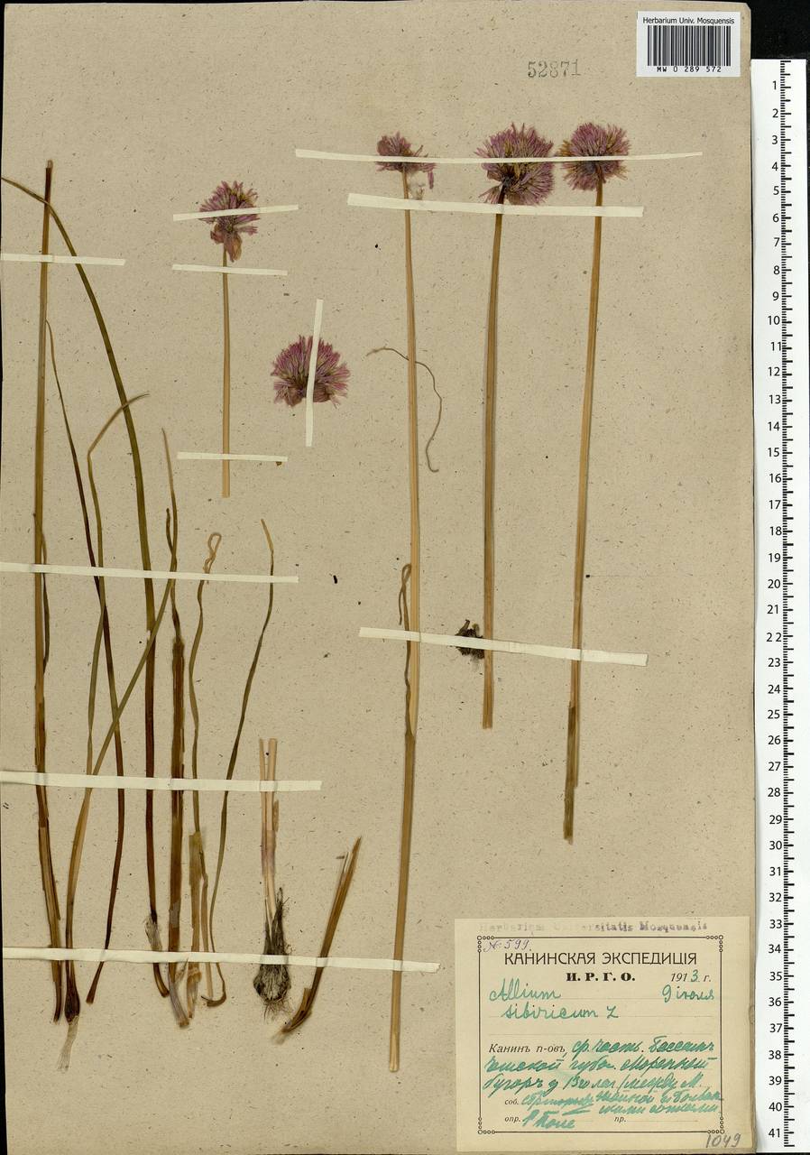 Allium schoenoprasum L., Eastern Europe, Northern region (E1) (Russia)