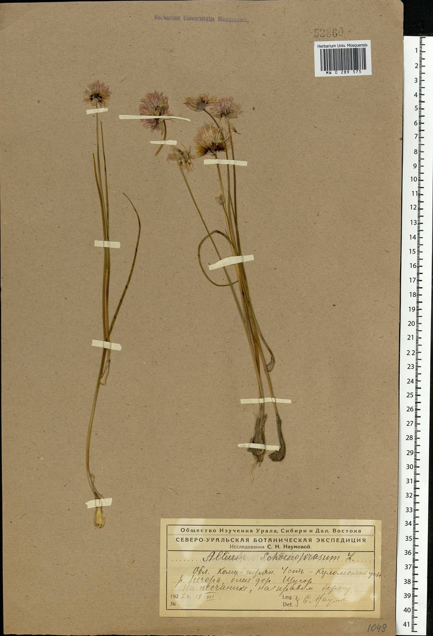 Allium schoenoprasum L., Eastern Europe, Northern region (E1) (Russia)