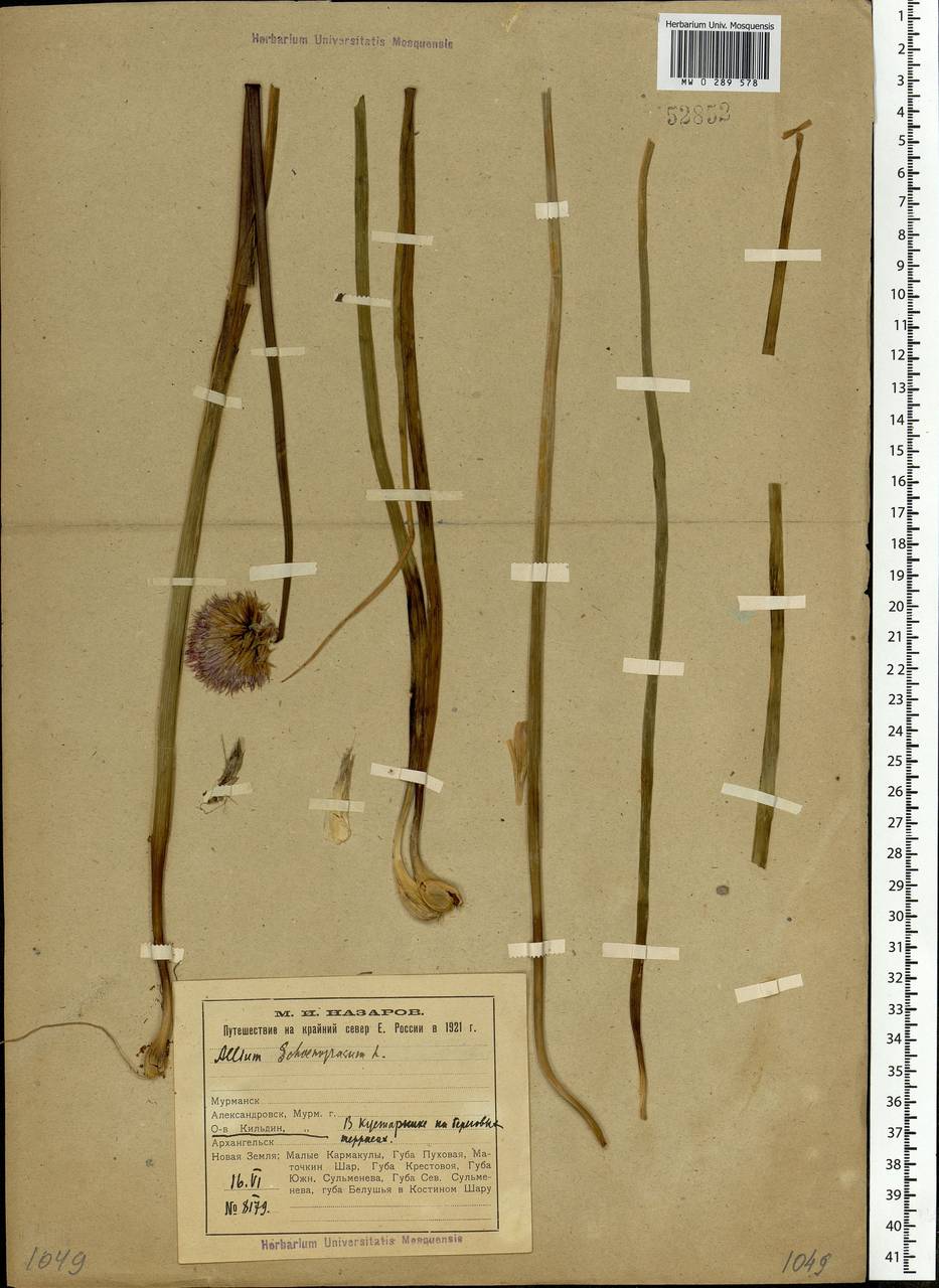 Allium schoenoprasum L., Eastern Europe, Northern region (E1) (Russia)