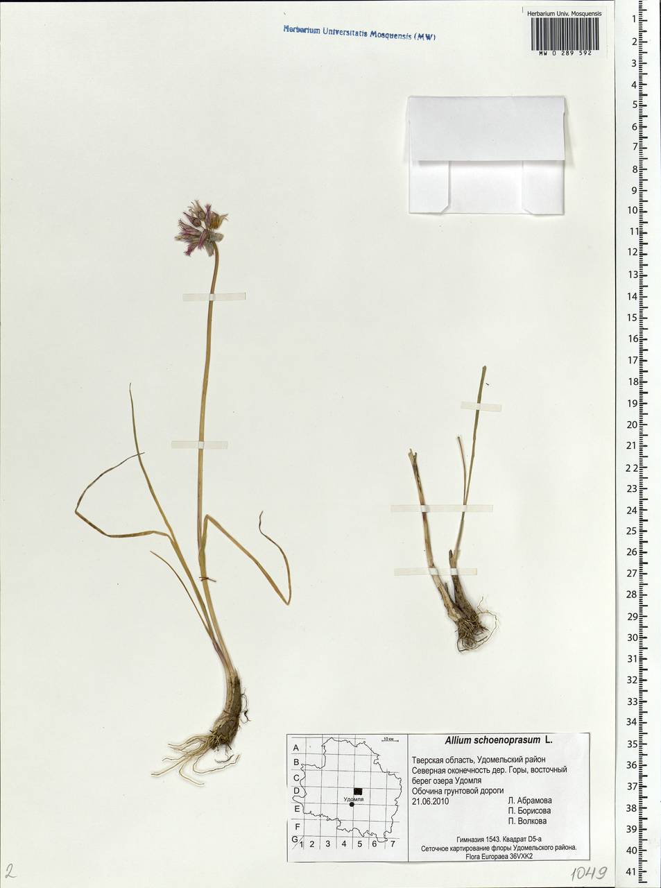 Allium schoenoprasum L., Eastern Europe, North-Western region (E2) (Russia)