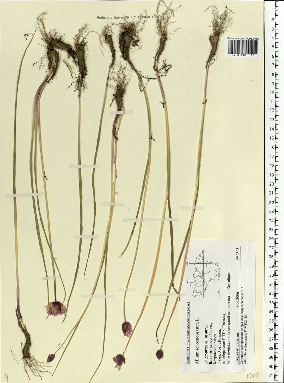 Allium schoenoprasum L., Eastern Europe, Central region (E4) (Russia)