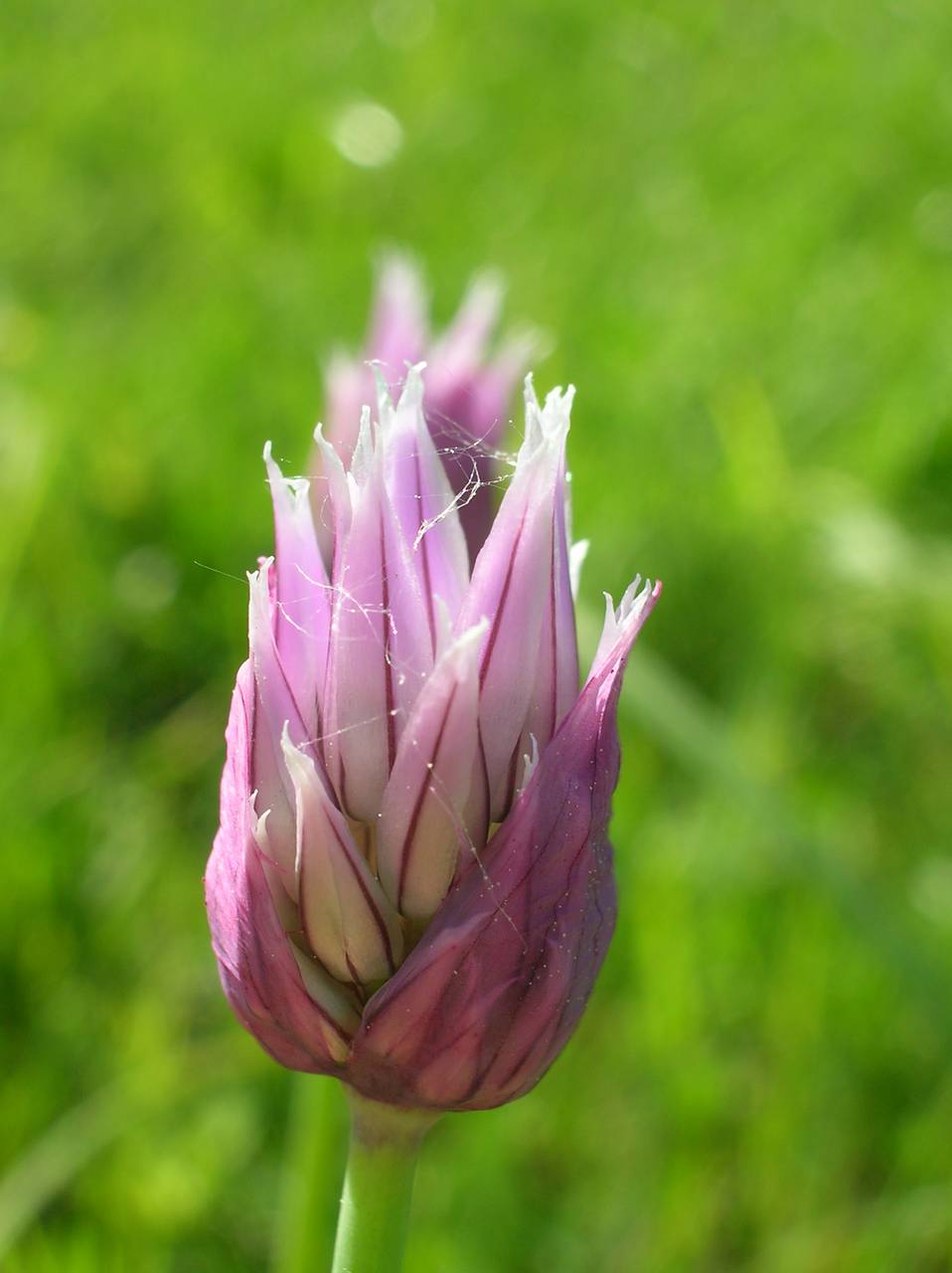 Allium schoenoprasum L., Eastern Europe, Central region (E4) (Russia)