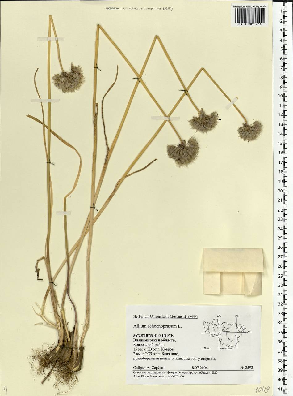 Allium schoenoprasum L., Eastern Europe, Central region (E4) (Russia)