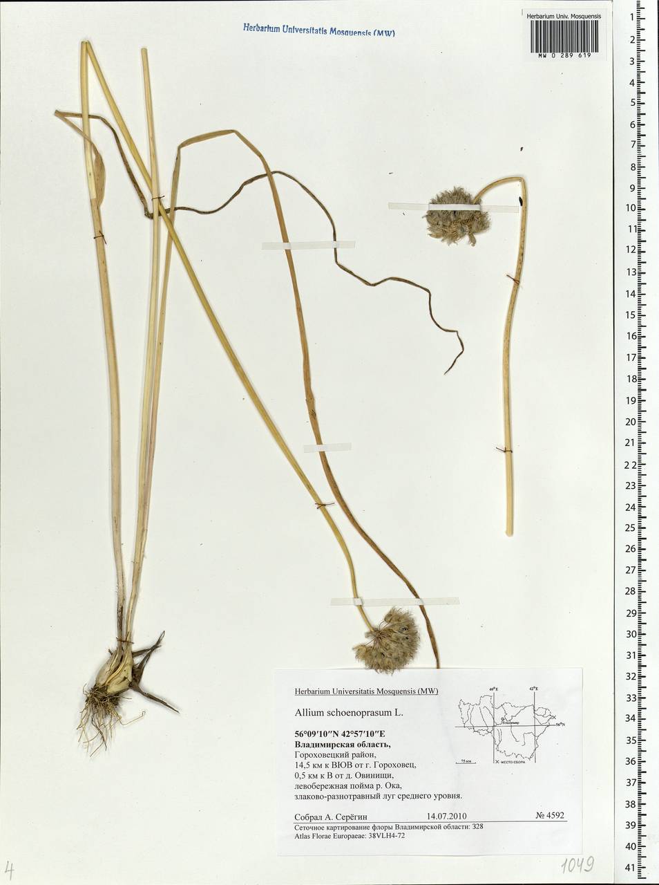 Allium schoenoprasum L., Eastern Europe, Central region (E4) (Russia)