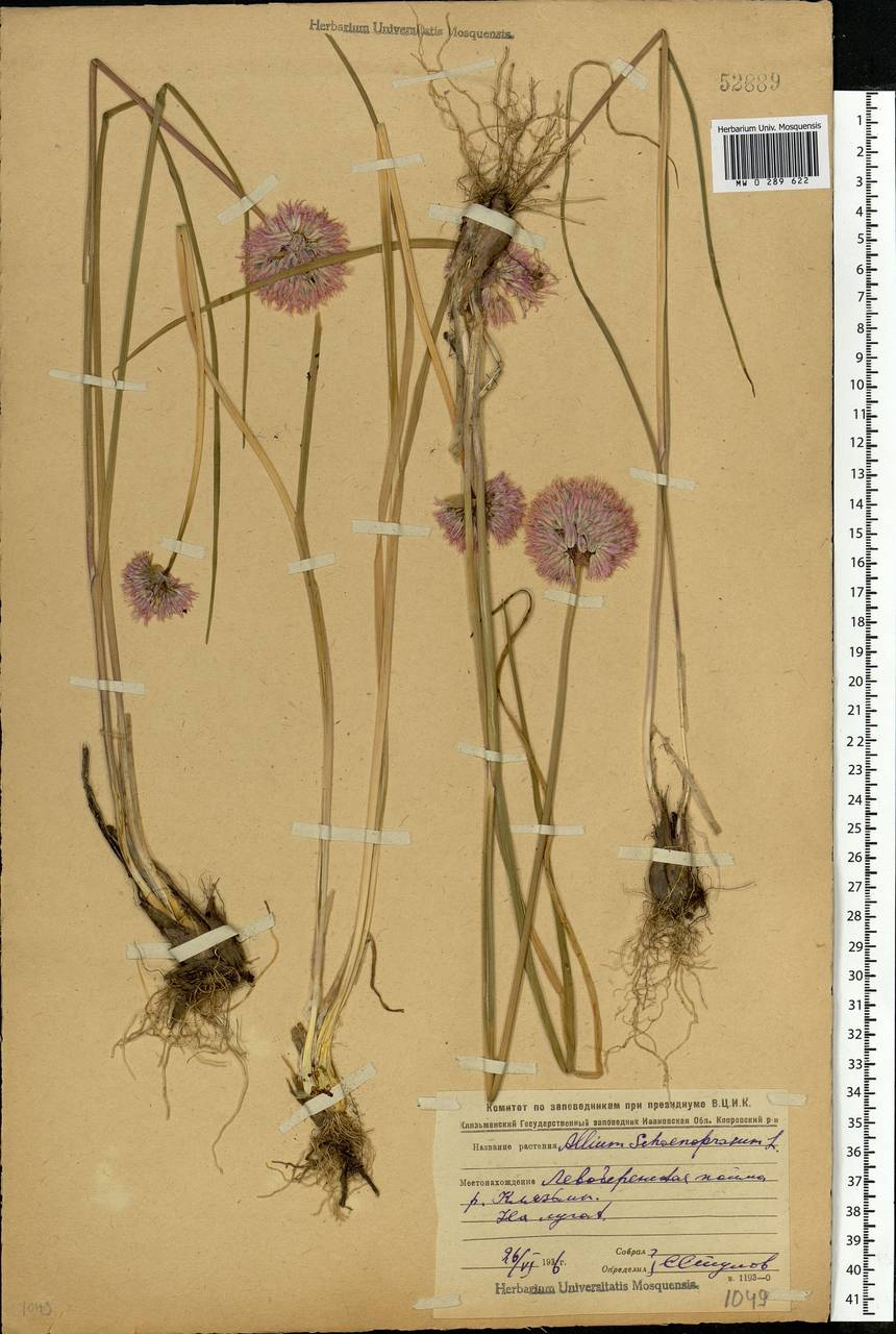 Allium schoenoprasum L., Eastern Europe, Central region (E4) (Russia)
