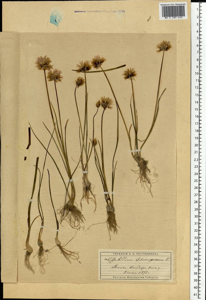 Allium schoenoprasum L., Eastern Europe, Moscow region (E4a) (Russia)