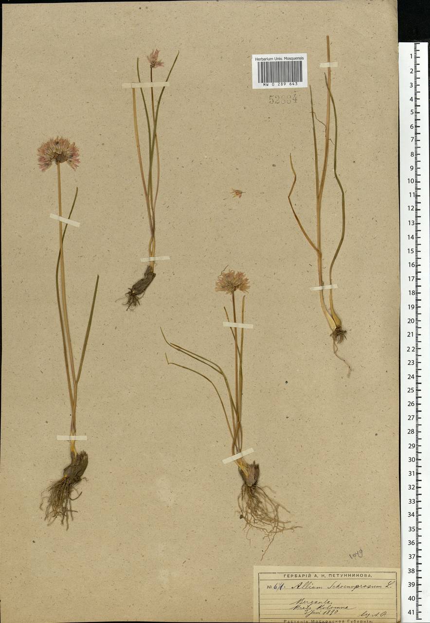 Allium schoenoprasum L., Eastern Europe, Moscow region (E4a) (Russia)