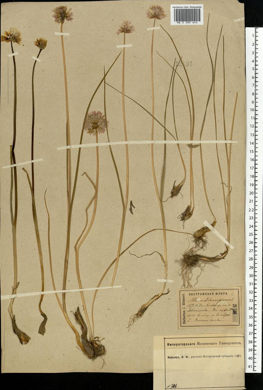 Allium schoenoprasum L., Eastern Europe, Central forest region (E5) (Russia)